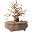 Carpinus coreana, 10 cm, ± 20 jaar oud, met een nebari van 5 cm