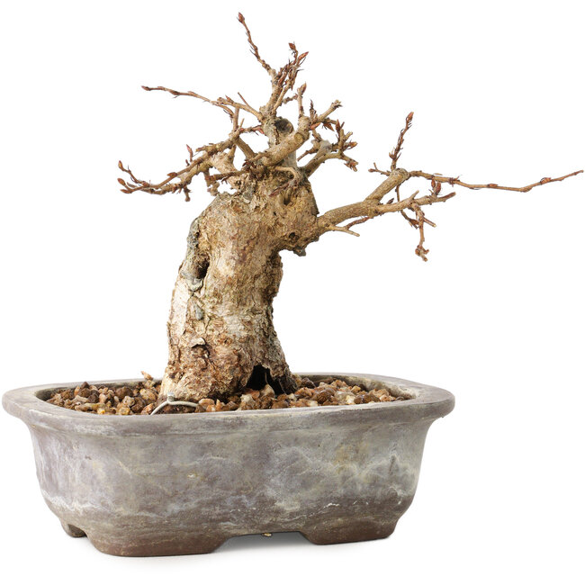 Carpinus coreana, 11 cm, ± 20 ans, avec un nebari de 6 cm