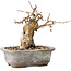 Carpinus coreana, 11 cm, ± 20 ans, avec un nebari de 6 cm