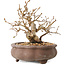 Carpinus coreana, 10 cm, ± 20 years old, with a nebari of 5 cm