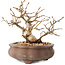 Carpinus coreana, 10 cm, ± 20 years old, with a nebari of 5 cm