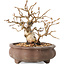 Carpinus coreana, 10 cm, ± 20 years old, with a nebari of 5 cm