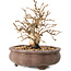 Carpinus coreana, 10 cm, ± 20 years old, with a nebari of 5 cm