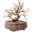 Carpinus coreana, 10 cm, ± 20 jaar oud, met een nebari van 5 cm