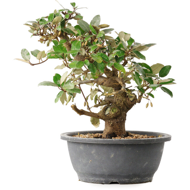 Elaeagnus, 29 cm, ± 12 jaar oud