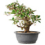 Elaeagnus, 29 cm, ± 12 jaar oud