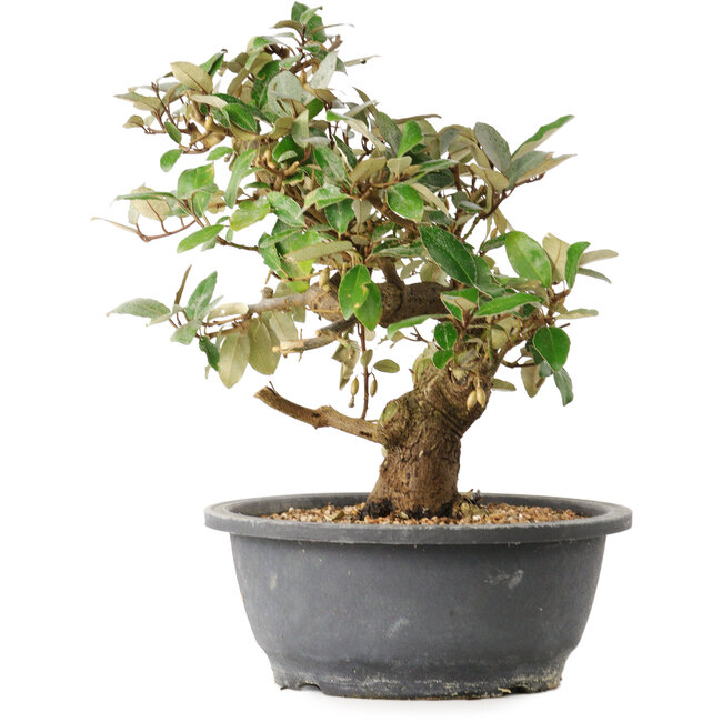 Elaeagnus, 29 cm, ± 12 años