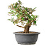 Elaeagnus, 29 cm, ± 12 jaar oud