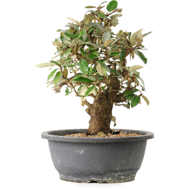 Elaeagnus, 29 cm, ± 12 ans