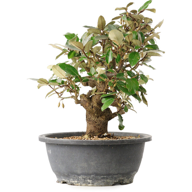 Elaeagnus, 29 cm, ± 12 Jahre alt