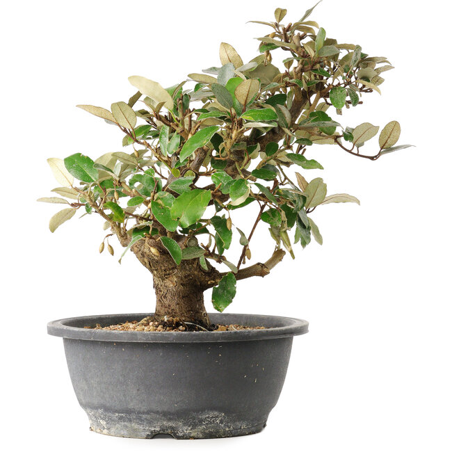 Elaeagnus, 29 cm, ± 12 years old