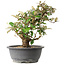 Elaeagnus, 29 cm, ± 12 jaar oud