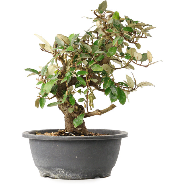Elaeagnus, 29 cm, ± 12 ans