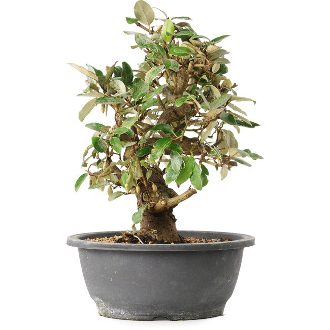 Elaeagnus, 29 cm, ± 12 jaar oud