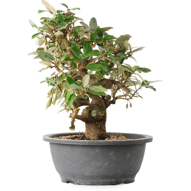 Elaeagnus, 29 cm, ± 12 years old