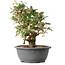 Elaeagnus, 29 cm, ± 12 jaar oud