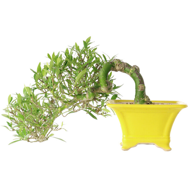 Gardenia jasminoides, 15 cm, ± 10 years old, with a nebari of 3,5 cm