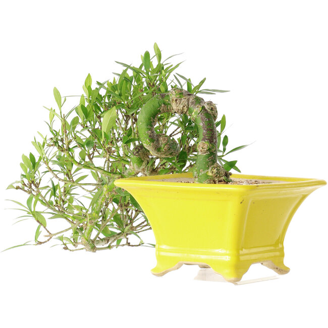 Gardenia jasminoides, 15 cm, ± 10 jaar oud, met een nebari van 3,5 cm