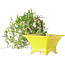 Gardenia jasminoides, 15 cm, ± 10 jaar oud, met een nebari van 3,5 cm