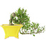 Gardenia jasminoides, 15 cm, ± 10 anni, con un nebari di 3,5 cm