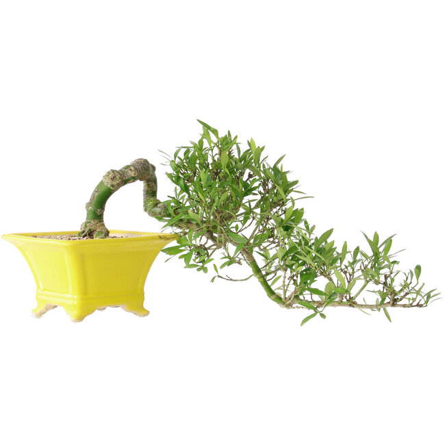 Gardenia jasminoides, 15 cm, ± 10 years old, with a nebari of 3,5 cm