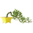 Gardenia jasminoides, 15 cm, ± 10 jaar oud, met een nebari van 3,5 cm