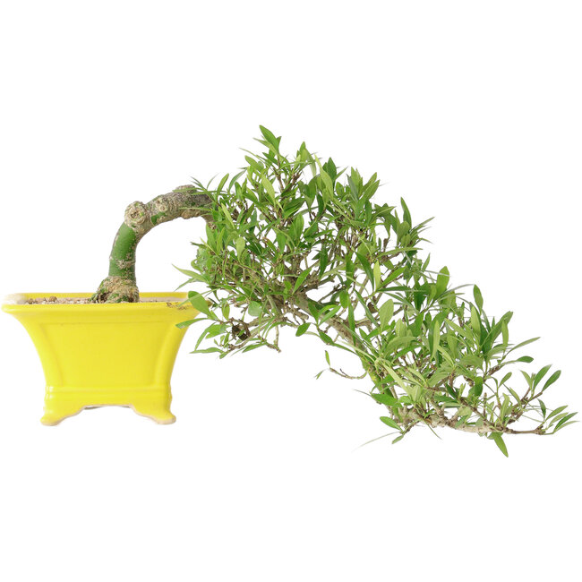 Gardenia jasminoides, 15 cm, ± 10 anni, con un nebari di 3,5 cm