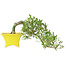 Gardenia jasminoides, 15 cm, ± 10 jaar oud, met een nebari van 3,5 cm