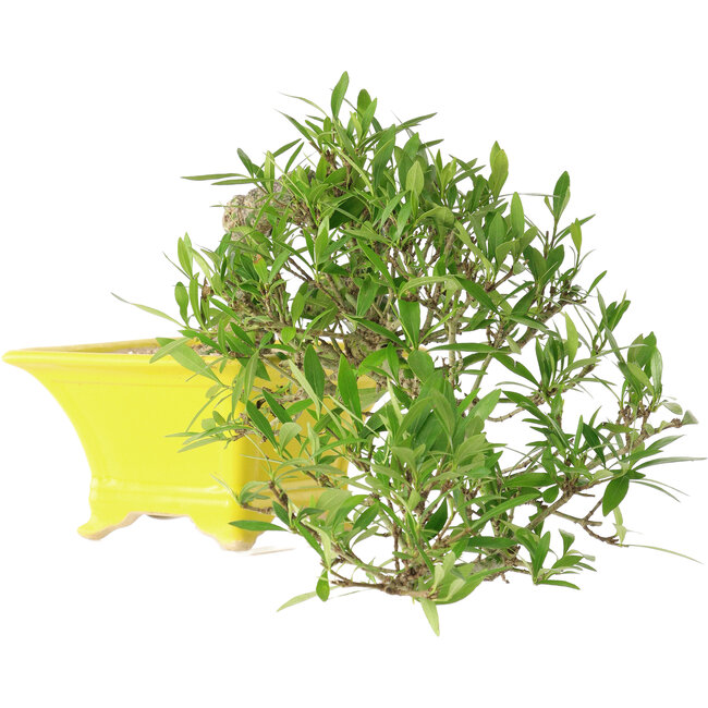 Gardenia jasminoides, 15 cm, ± 10 jaar oud, met een nebari van 3,5 cm