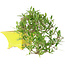 Gardenia jasminoides, 15 cm, ± 10 jaar oud, met een nebari van 3,5 cm