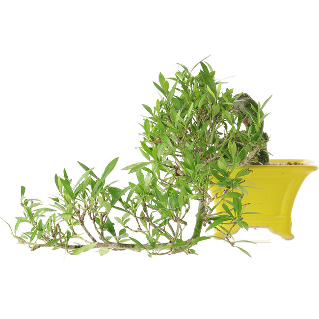 Gardenia jasminoides, 15 cm, ± 10 anni, con un nebari di 3,5 cm