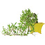 Gardenia jasminoides, 15 cm, ± 10 anni, con un nebari di 3,5 cm