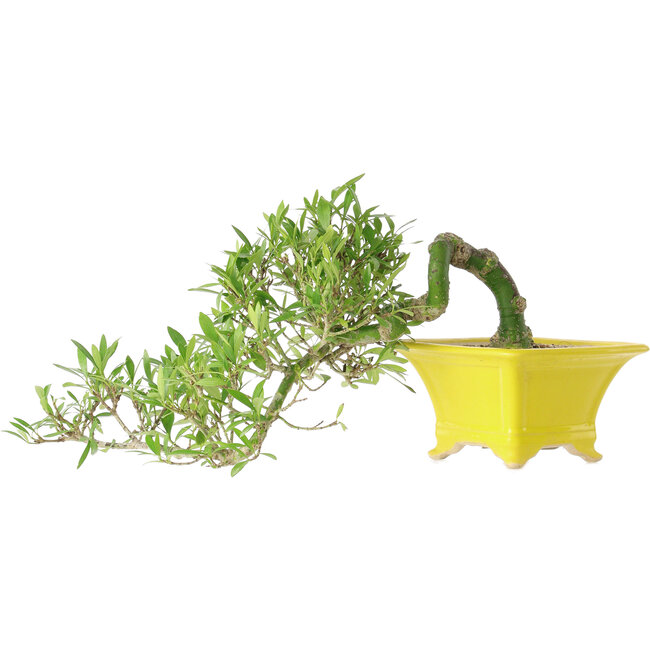 Gardenia jasminoides, 15 cm, ± 10 Jahre alt, mit einem Nebari von 3,5 cm