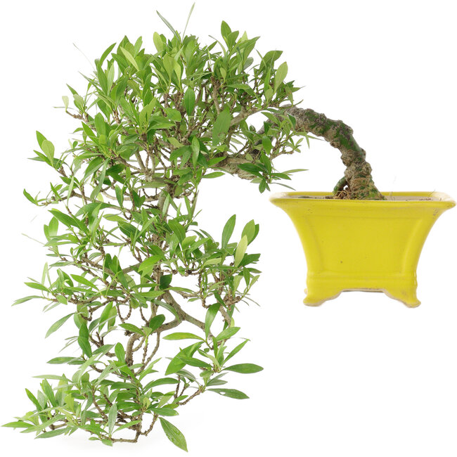 Gardenia jasminoides, 17 cm, ± 10 years old, with a nebari of 3,5 cm