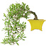 Gardenia jasminoides, 17 cm, ± 10 anni, con un nebari di 3,5 cm