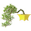 Gardenia jasminoides, 17 cm, ± 10 anni, con un nebari di 3,5 cm