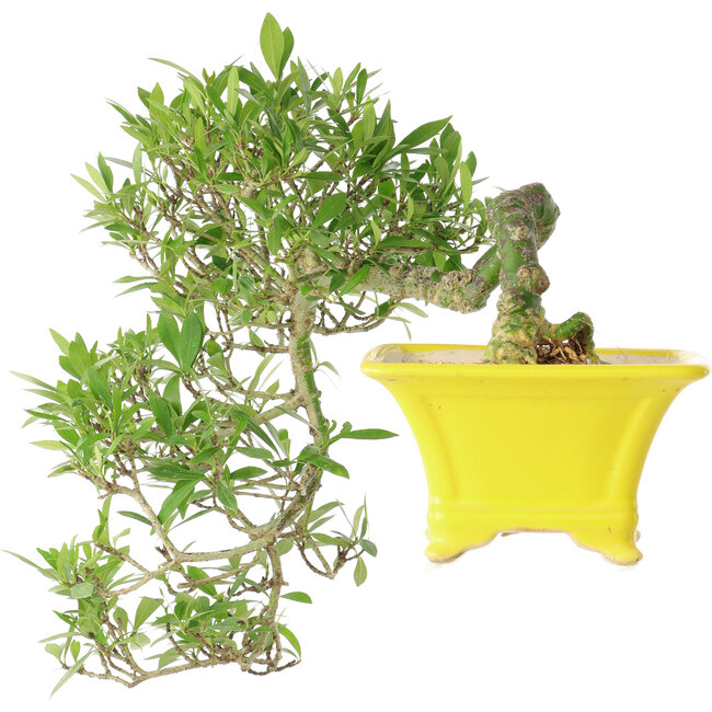 Gardenia jasminoides, 17 cm, ± 10 anni, con un nebari di 3,5 cm