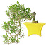 Gardenia jasminoides, 17 cm, ± 10 jaar oud, met een nebari van 3,5 cm