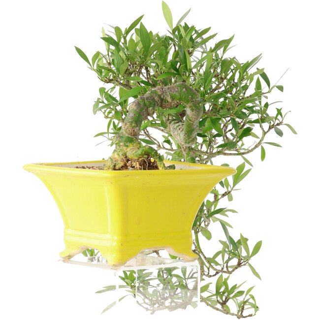 Gardenia jasminoides, 17 cm, ± 10 jaar oud, met een nebari van 3,5 cm