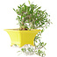 Gardenia jasminoides, 17 cm, ± 10 anni, con un nebari di 3,5 cm