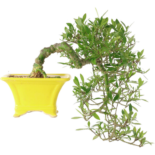 Gardenia jasminoides, 17 cm, ± 10 jaar oud, met een nebari van 3,5 cm