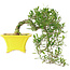 Gardenia jasminoides, 17 cm, ± 10 anni, con un nebari di 3,5 cm