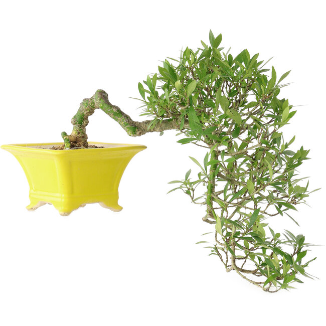 Gardenia jasminoides, 17 cm, ± 10 jaar oud, met een nebari van 3,5 cm