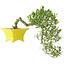 Gardenia jasminoides, 17 cm, ± 10 anni, con un nebari di 3,5 cm