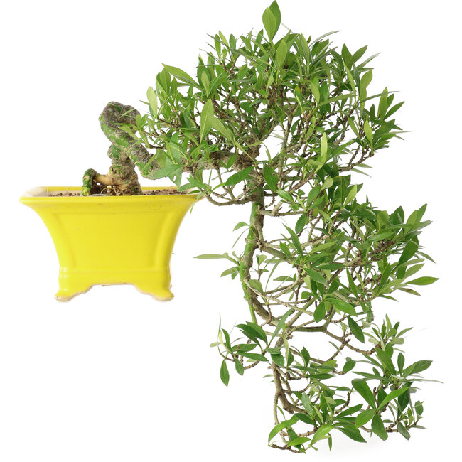 Gardenia jasminoides, 17 cm, ± 10 anni, con un nebari di 3,5 cm