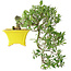 Gardenia jasminoides, 17 cm, ± 10 jaar oud, met een nebari van 3,5 cm
