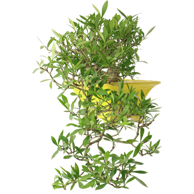 Gardenia jasminoides, 17 cm, ± 10 anni, con un nebari di 3,5 cm