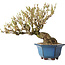 Forsythia japonica, 19 cm, ± 25 jaar oud, met een nebari van 8 cm
