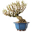 Forsythia japonica, 19 cm, ± 25 jaar oud, met een nebari van 8 cm