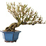 Forsythia japonica, 19 cm, ± 25 jaar oud, met een nebari van 8 cm